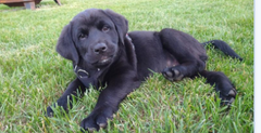Loki — Black Labrador